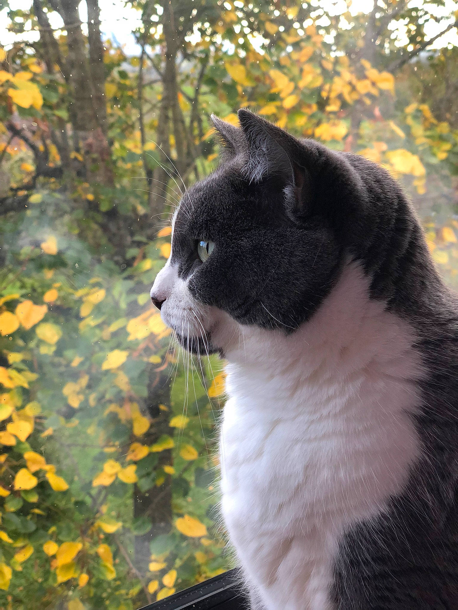 Choupy a rejoint le concours — aidez-le/la à gagner de superbes lots ! carnivore, cat, collar, domestic_short_haired_cat, fawn, felidae, forest, fur, grass, plant, small_to_medium_sized_cats, snout, tail, terrestrial_animal, tree, trunk, twig, whiskers, wildlife, wood