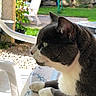 Choupy a rejoint le concours — aidez-le/la à gagner de superbes lots ! animal, cat, close_up, daylight, feline, floral_pattern, garden, green_grass, grey_cat, nature, outdoor, peaceful, pet, plastic_chair, relaxed, side_view, sunlight, tablecloth, white_chair, white_paws