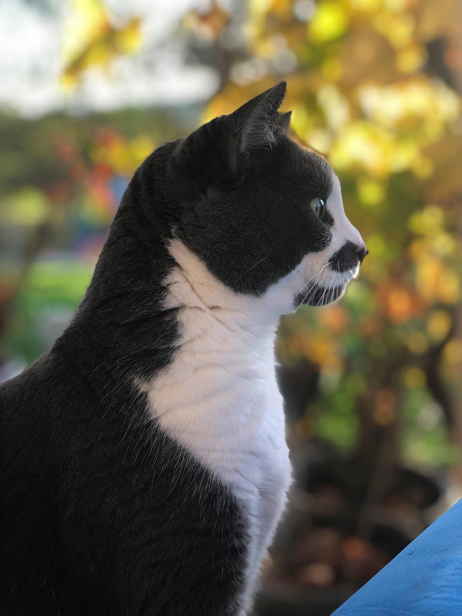 Choupy a rejoint le concours — aidez-le/la à gagner de superbes lots ! carnivore, collar, companion_dog, dog, dog_breed, felidae, fur, grass, non_sporting_group, plant, small_to_medium_sized_cats, snout, sporting_group, tail, terrestrial_animal, terrier, tree, vertebrate, whiskers, working_animal