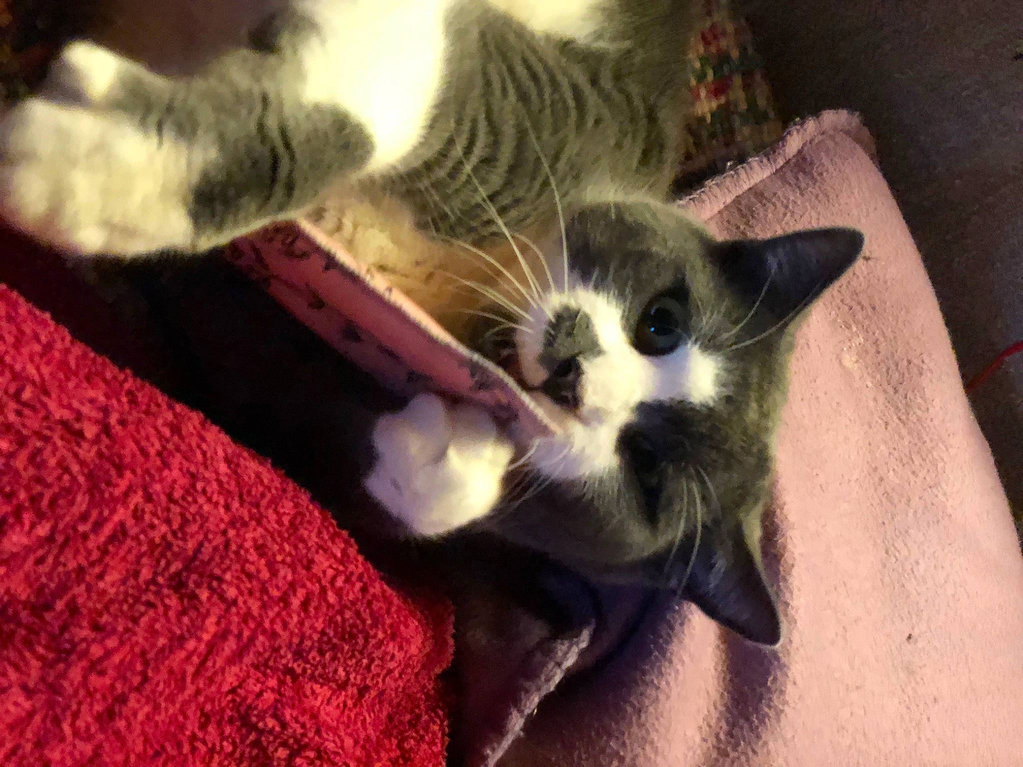 Choupy participe au concours pour gagner de l'argent avec cette photo : canidae, carnivore, cat, claw, cloud, comfort, companion_dog, dog_breed, domestic_short_haired_cat, fawn, felidae, fur, paw, plant, small_to_medium_sized_cats, snout, tail, whiskers, woolen, woven_fabric