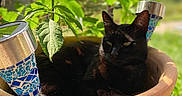 Kachou participe au concours pour gagner de l'argent avec cette photo : animal, black_cat, cat, close_up, daylight, feline, garden, green_leaves, leafy, nature, outdoor, peaceful, pet, plant_pot, relaxing, resting, shade, solar_lights, sunlight, terracotta