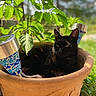 Kachou participe au concours pour gagner de l'argent avec cette photo : black_cat, cat, plant_pot, terracotta, green_leaves, solar_lights, outdoor, sunlight, garden, nature, relaxing, pet, animal, feline, leafy, shade, daylight, close_up, resting, peaceful