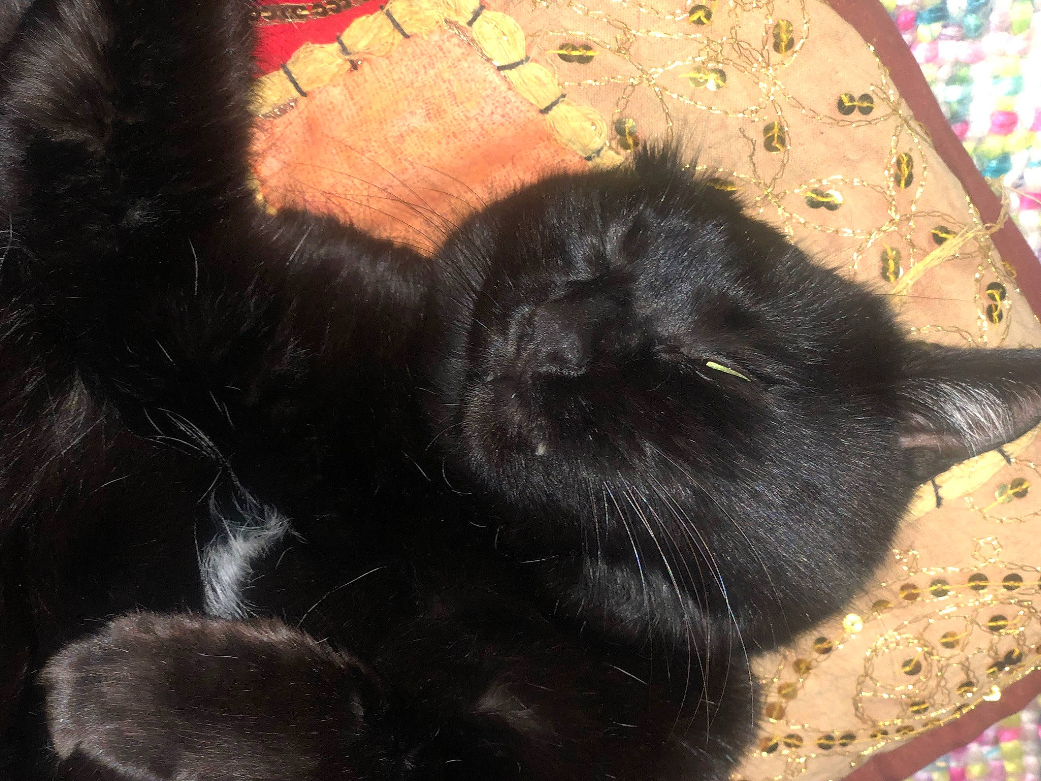 Kachou a rejoint le concours — aidez-le/la à gagner de superbes lots ! black_cat, canidae, carnivore, cat, claw, comfort, dog_breed, domestic_short_haired_cat, felidae, foot, fur, mammal, paw, small_to_medium_sized_cats, sporting_group, tail, terrestrial_animal, vertebrate, whiskers