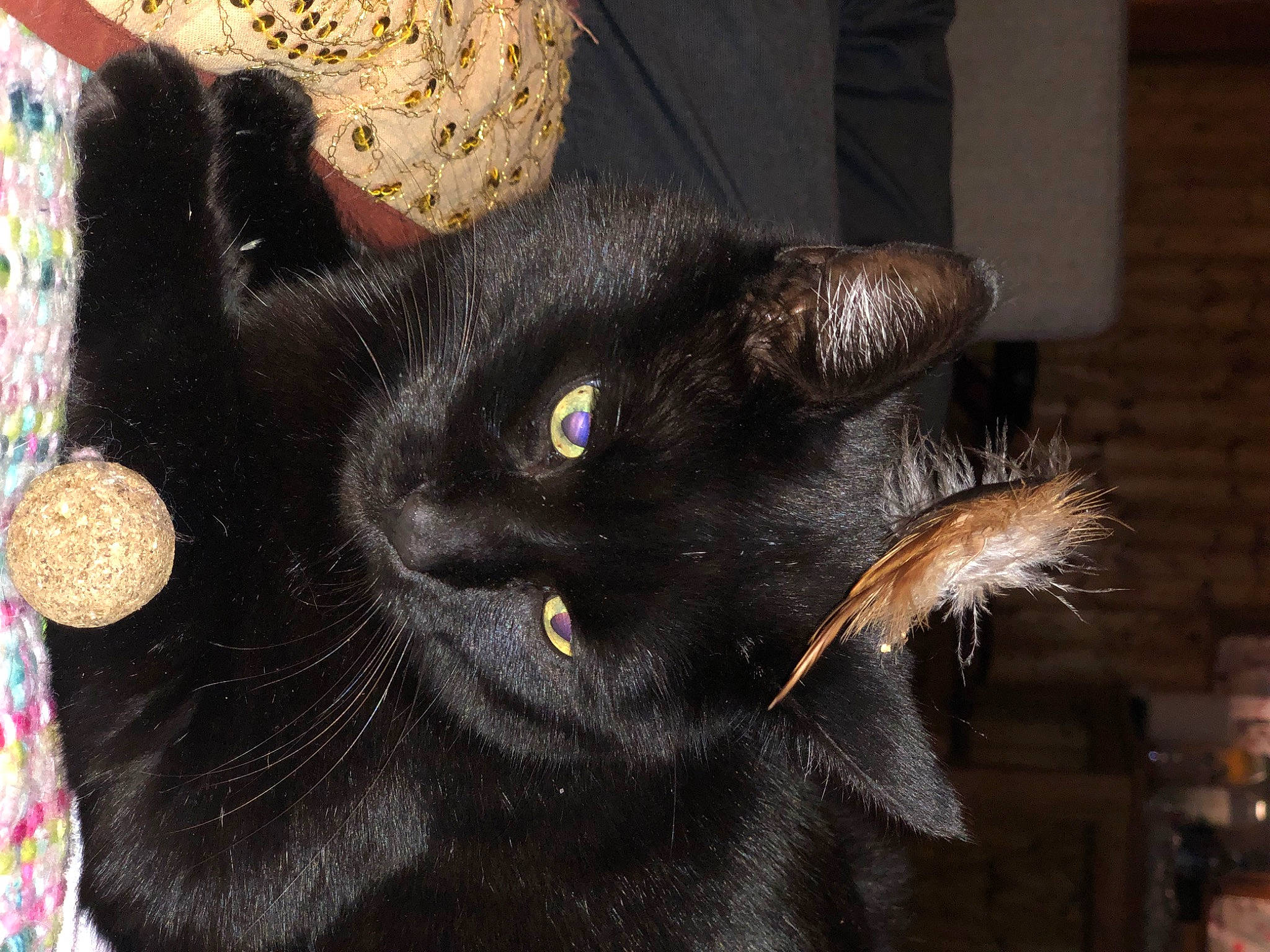 Kachou a rejoint le concours — aidez-le/la à gagner de superbes lots ! black_cat, bombay, carnivore, cat, cat_supply, collar, domestic_short_haired_cat, felidae, fur, small_to_medium_sized_cats, tail, whiskers