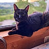 Kachou a rejoint le concours — aidez-le/la à gagner de superbes lots ! animal, black_cat, blurred_background, cat, cozy, domestic_cat, ears, feline, indoor, looking, nature, pet, relaxed, resting, sunlight, tail, whiskers, window, windowsill, wood