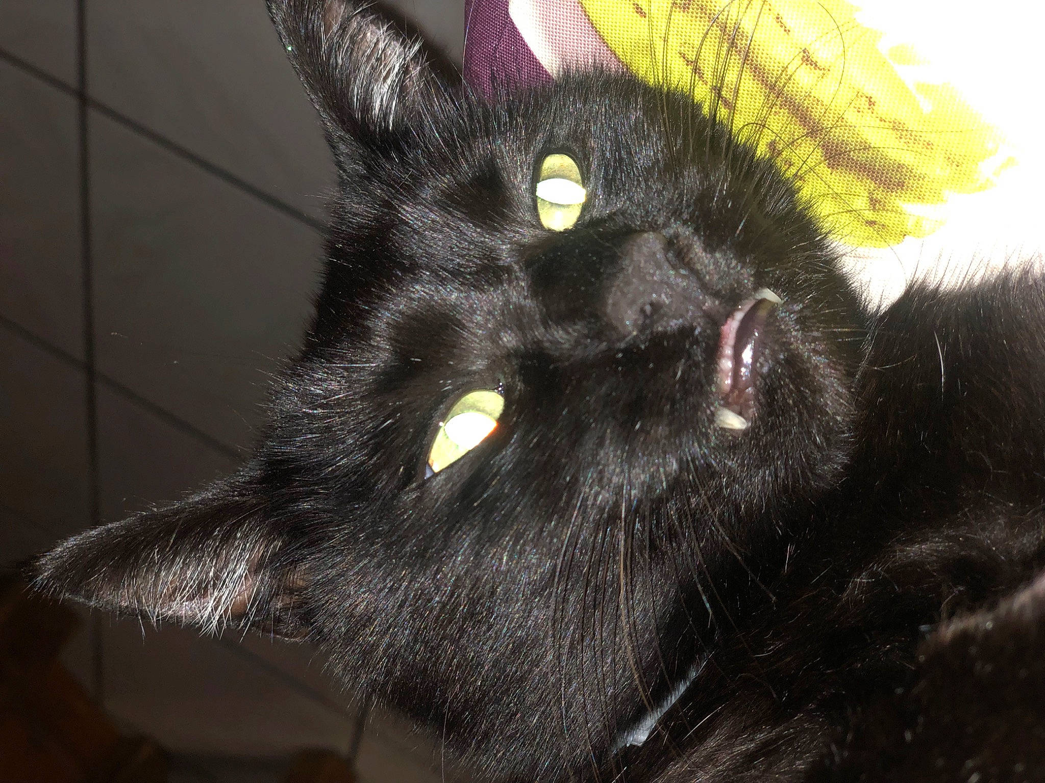 Kachou a rejoint le concours — aidez-le/la à gagner de superbes lots ! black_cat, bombay, carnivore, cat, claw, close_up, domestic_short_haired_cat, ear, eye, felidae, fur, small_to_medium_sized_cats, snout, terrestrial_animal, whiskers