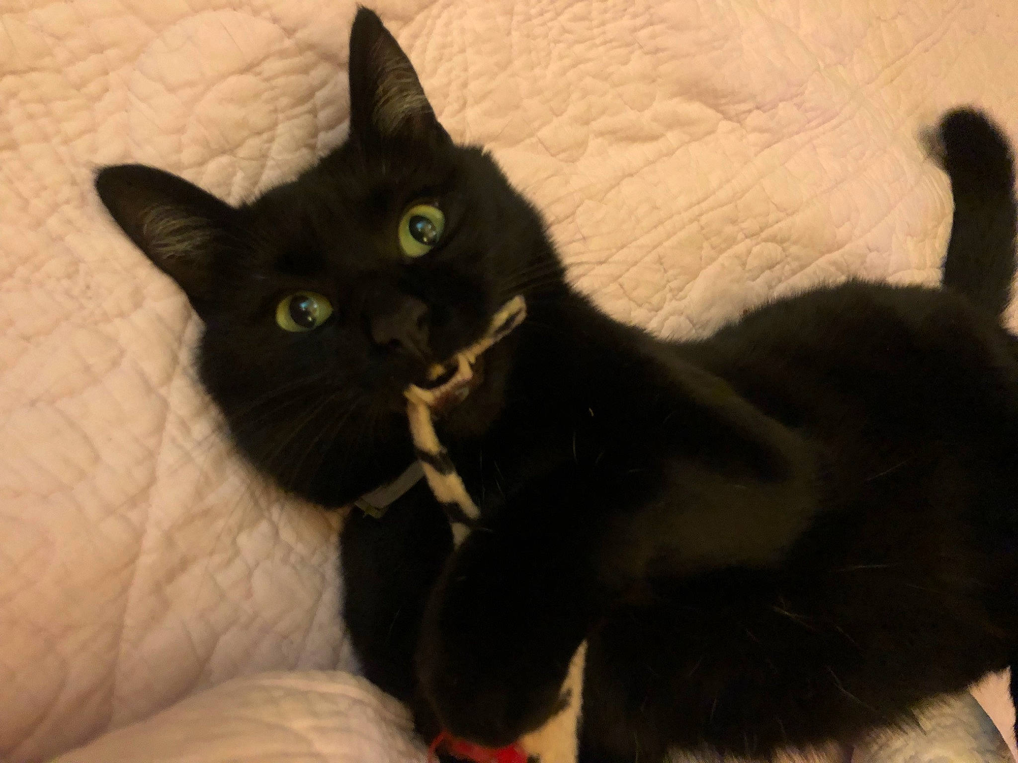 Kachou participe au concours pour gagner de l'argent avec cette photo : black_cat, bombay, carnivore, cat, claw, comfort, domestic_short_haired_cat, felidae, fur, small_to_medium_sized_cats, snout, tail, terrestrial_animal, whiskers