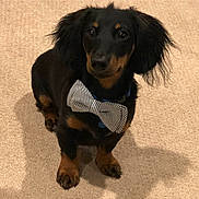 Winston Pickle is registered to the contest to win money with this photo: beagador, canidae, carnivore, companion_dog, dachshund, dog, dog_breed, mammal, puppy, rare_breed_dog, small_greek_domestic_dog, snout, sporting_group, vertebrate