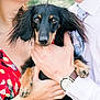 Winston Pickle is registered to the contest to win money with this photo: canidae, carnivore, companion_dog, dachshund, dog, dog_breed, hand, long_hair, mammal, puppy, rare_breed_dog, saluki, vertebrate
