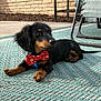 Winston Pickle joined the competition — help win amazing prizes! canidae, carnivore, companion_dog, dachshund, dog, dog_breed, gordon_setter, mammal, puppy, snout, sporting_group