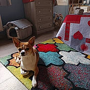 Tacos participe au concours pour gagner de l'argent avec cette photo : dog, small_dog, indoor, carpet, colorful_rug, furniture, dresser, window, curtains, dog_house, toy, flooring, red_tablecloth, heart_pattern, stuffed_animals, cozy_room, pet, resting, ears_up, looking_at_camera