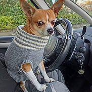 Tacos a rejoint le concours — aidez-le/la à gagner de superbes lots ! car_interior, chihuahua, clothing, cute, dashboard, daylight, dog, furry_pet, keychain, lap, outdoor, person, pet, seat, seatbelt, small_dog, steering_wheel, sweater, trees, window
