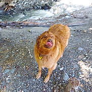 Osita is registered to the contest to win money with this photo: animal, canine, collar, daylight, dog, forest, golden_brown, ground, licking, nature, outdoor, pet, playful, riverbank, rocks, standing, tongue_out, tree, water, wet_fur