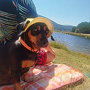 Nala a rejoint le concours — aidez-le/la à gagner de superbes lots ! dog, hat, picnic_blanket, person, tropical_shirt, shorts, grass, lake, water, mountains, trees, outdoor, sunny, nature, summer, relaxing, pet, canine, scenic, vacation