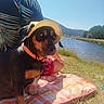 dog, hat, picnic_blanket, person, tropical_shirt, shorts, grass, lake, water, mountains, trees, outdoor, sunny, nature, summer, relaxing, pet, canine, scenic, vacation