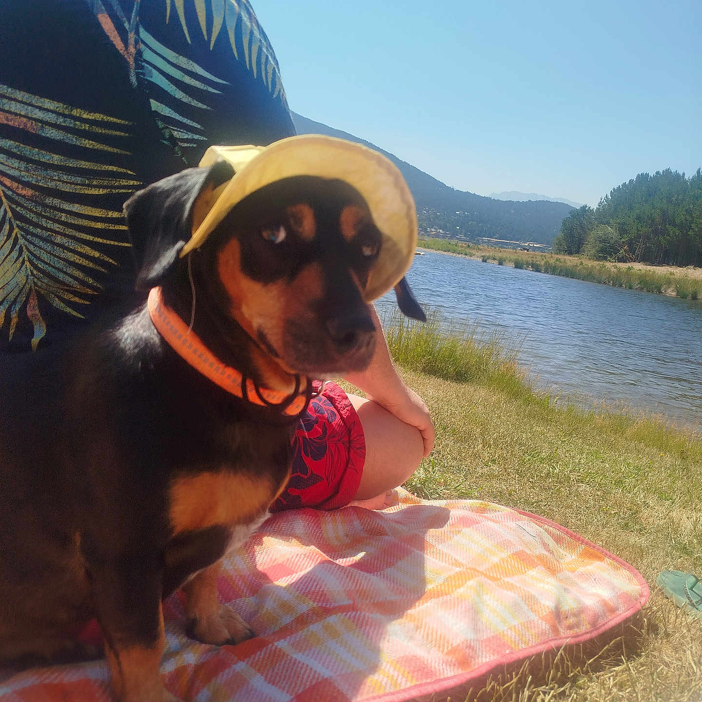 Nala