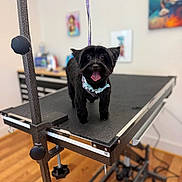 Bonnie is registered to the contest to win money with this photo: dog, black_dog, grooming, grooming_table, pet, tongue_out, collar, floral_collar, happy, portrait, indoors, pet_salon, animal, fur, standing, looking_at_camera, professional_grooming, wooden_floor, background_blur, cute