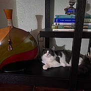 Simba joined the competition — help win amazing prizes! accessories, animal, architecture, bookcase, building, cat, couch, furniture, indoors, jewelry, kitten, lamp, livingroom, necklace, pet, room, shelf, sphere, table, wood