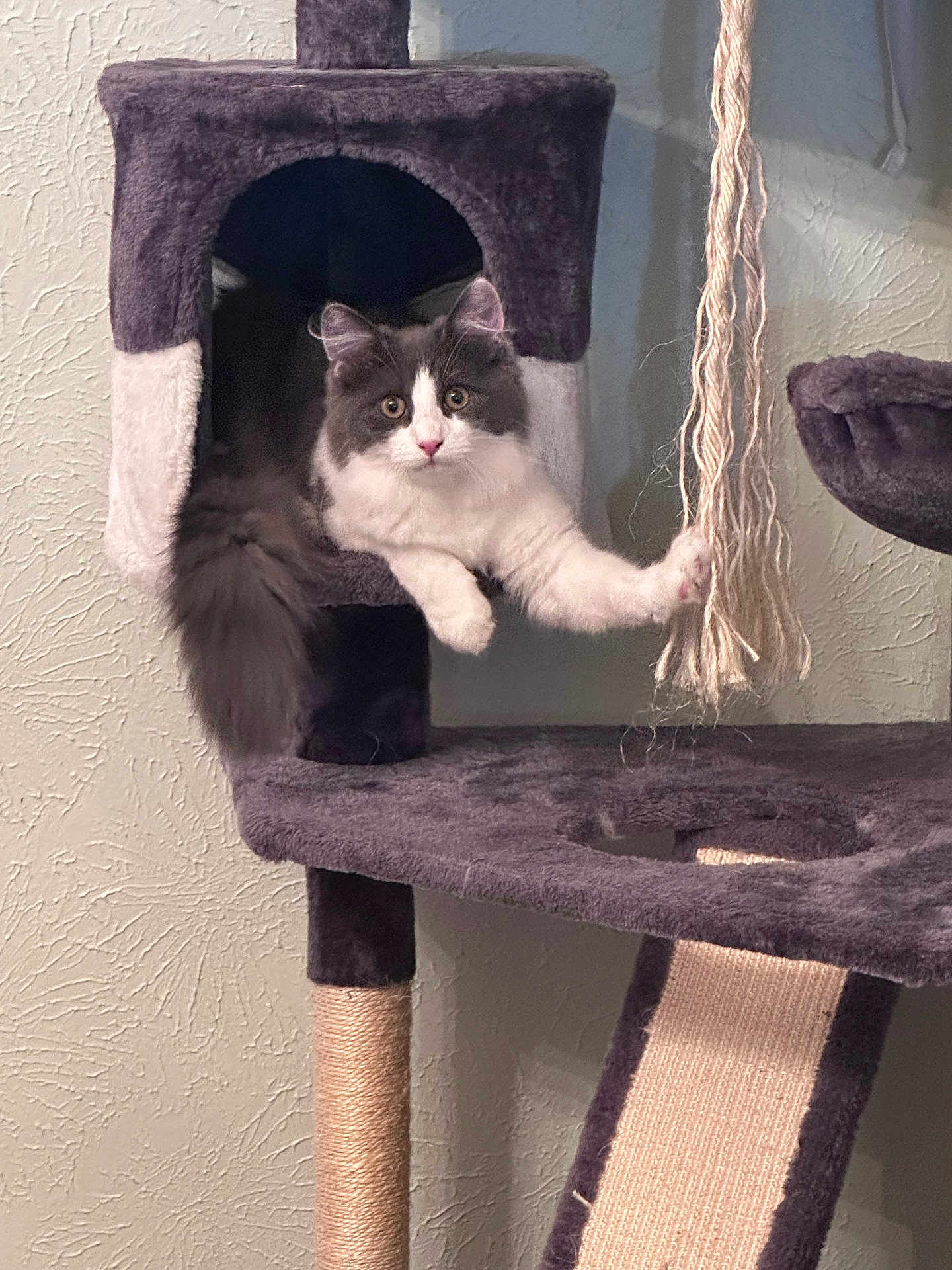 Simba joined the competition — help win amazing prizes! abyssinian, angora, animal, cat, chair, closet, cupboard, fireplace, furniture, homedecor, indoors, kitten, linen, manx, pet, plywood, shelf, siamese, toy, wood