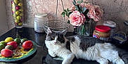 Simba is registered to the contest to win money with this photo: animal, apple, architecture, building, cat, diningtable, flower, flowerarrangement, flowerbouquet, food, fruit, furniture, pear, pet, plant, plate, pottedplant, produce, rose, table