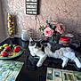 animal, apple, architecture, building, cat, diningtable, flower, flowerarrangement, flowerbouquet, food, fruit, furniture, pear, pet, plant, plate, pottedplant, produce, rose, table