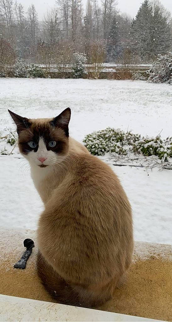 Radjah a rejoint le concours — aidez-le/la à gagner de superbes lots ! carnivore, cat, domestic_short_haired_cat, eye, fawn, felidae, freezing, fur, grass, iris, plant, sitting, small_to_medium_sized_cats, snout, snow, tail, terrestrial_animal, tree, whiskers, winter