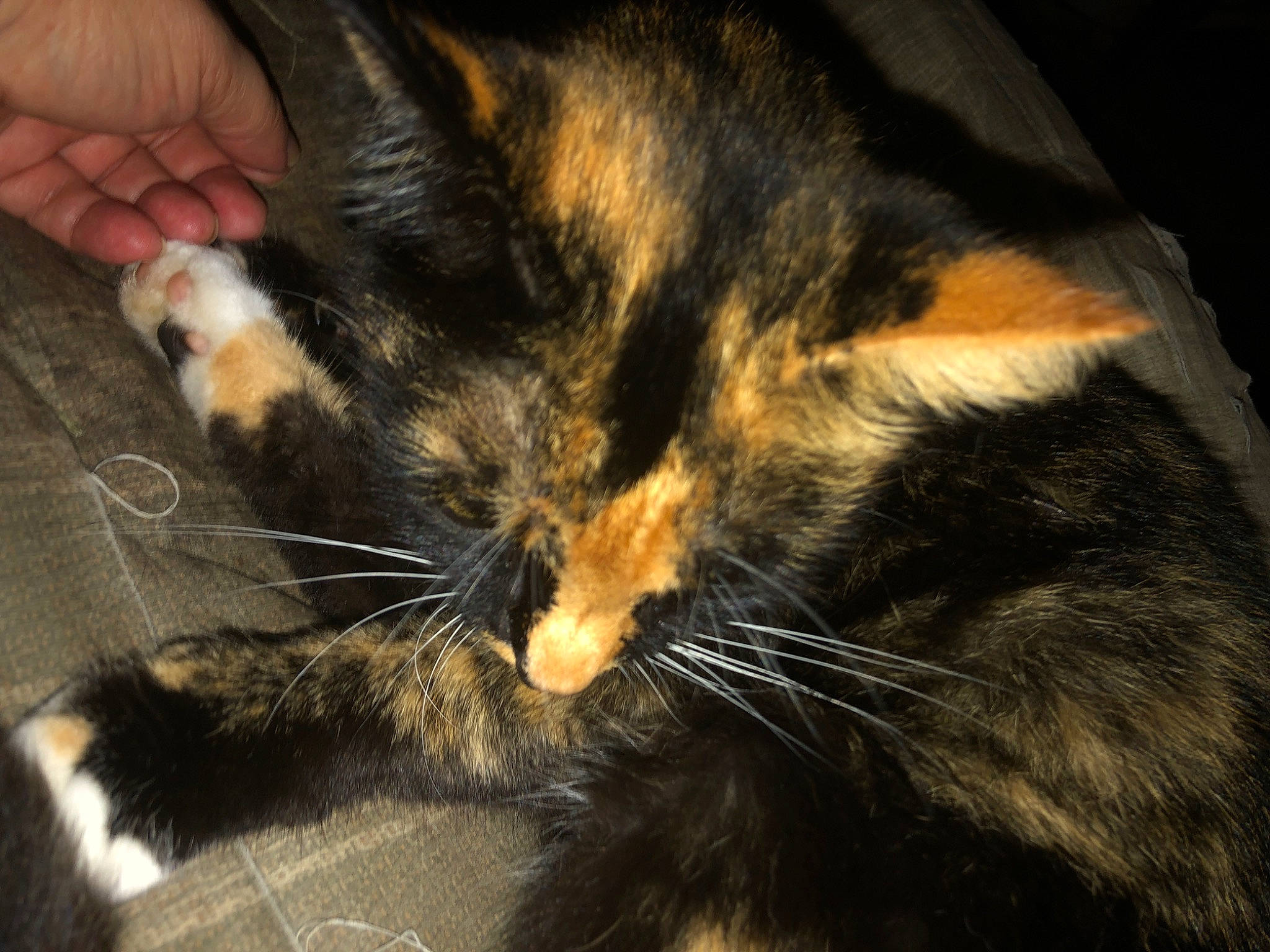 Cookie joined the competition — help win amazing prizes! carnivore, cat, claw, domestic_short_haired_cat, ear, european_shorthair, felidae, fur, kitten, paw, small_to_medium_sized_cats, snout, whiskers