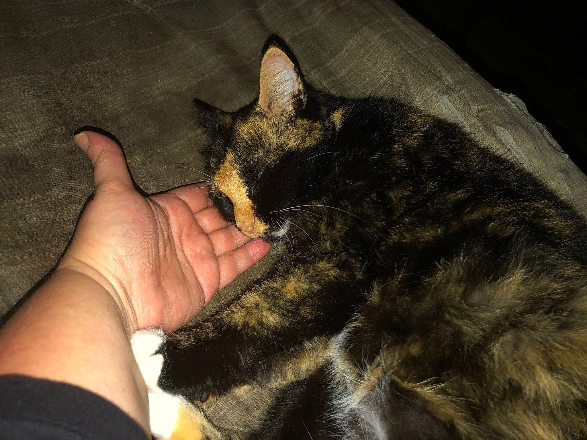 Cookie joined the competition — help win amazing prizes! asian, carnivore, cat, claw, domestic_short_haired_cat, ear, european_shorthair, felidae, fur, german_rex, gesture, hand, nail, paw, small_to_medium_sized_cats, tail, whiskers