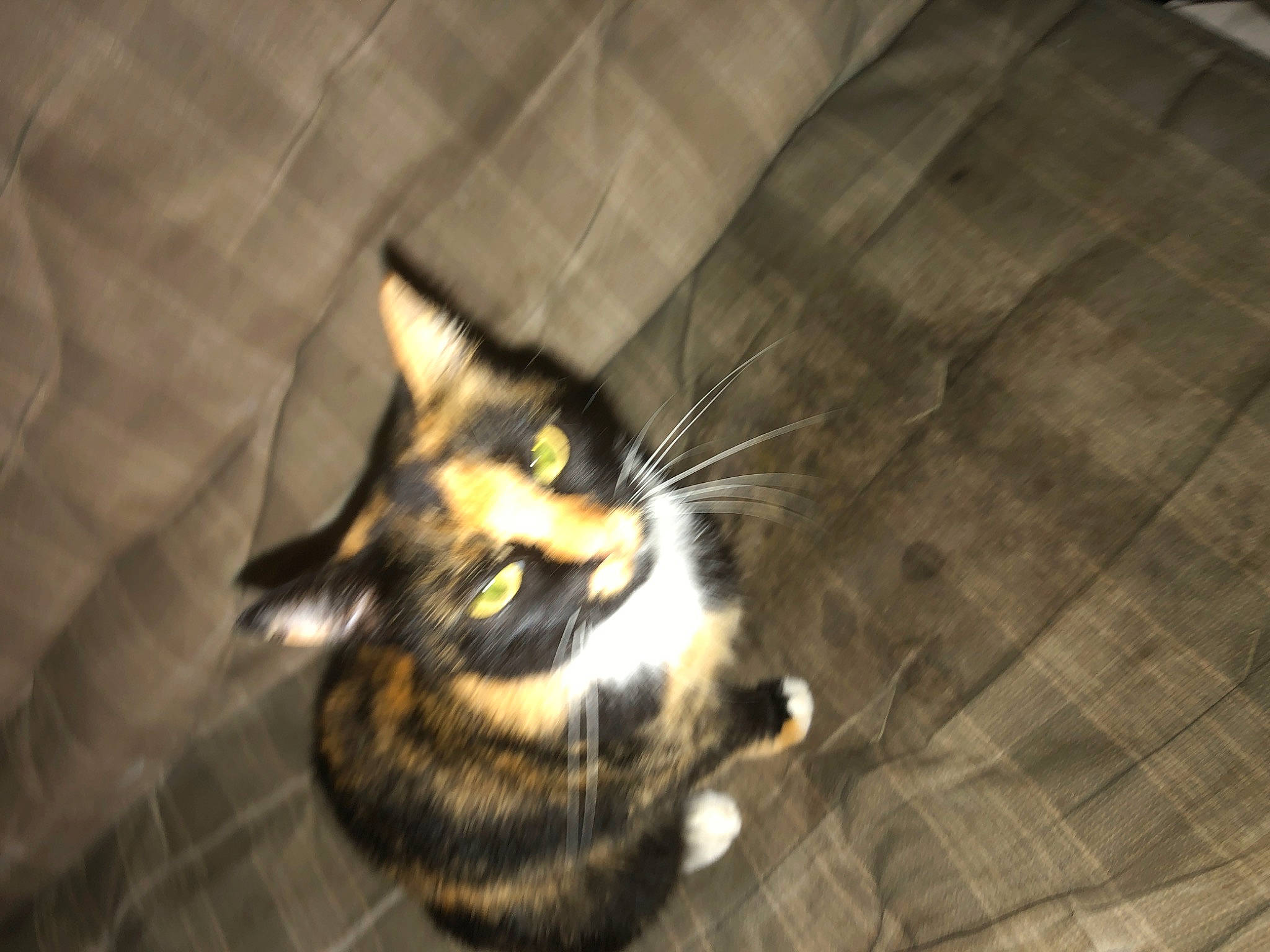 Cookie joined the competition — help win amazing prizes! american_shorthair, carnivore, cat, domestic_short_haired_cat, european_shorthair, eye, felidae, floor, flooring, fur, kitten, norwegian_forest_cat, small_to_medium_sized_cats, snout, tabby_cat, tail, whiskers