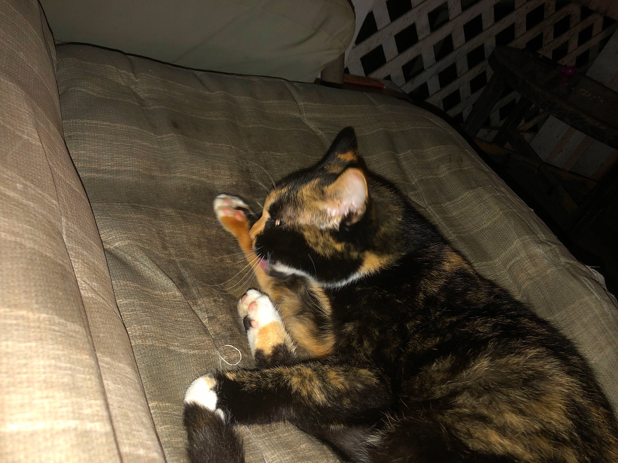 Cookie is registered to the contest to win money with this photo: asian, canidae, carnivore, cat, dog_breed, domestic_short_haired_cat, european_shorthair, felidae, fur, kitten, mammal, small_to_medium_sized_cats, snout, tabby_cat, tail, whiskers