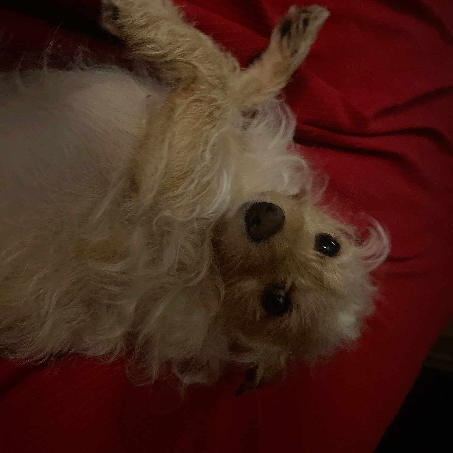 Pepper Middleton joined the competition — help win amazing prizes! animal, bed, canine, comfort, companion, cute, dog, ears, fluffy, fur, indoors, lying_down, nose, pet, portrait, red_blanket, relaxed, resting, sleepy, whiskers