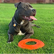 Blue joined the competition — help win amazing prizes! dog, black_dog, frisbee, grass, outdoor, pet, tongue_out, collar, chain_collar, playful, summer, greenery, canine, animal, resting, toy, happy, daylight, nature, panting
