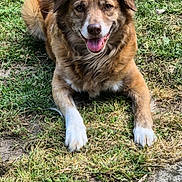 Cayenne participe au concours pour gagner de l'argent avec cette photo : animal, brown_fur, canine, daylight, dog, ears, front_legs, fur, grass, happy, muzzle, nature, outdoor, pavement, pet, playful, resting, smiling, tongue_out, white_paws