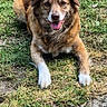 animal, brown_fur, canine, daylight, dog, ears, front_legs, fur, grass, happy, muzzle, nature, outdoor, pavement, pet, playful, resting, smiling, tongue_out, white_paws