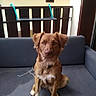 Cayenne a rejoint le concours — aidez-le/la à gagner de superbes lots ! animal, balcony, brown_dog, calm, collar, couch, curious, dog, domestic, ears_up, furniture, house, indoor, looking_at_camera, pet, railing, resting, sitting, white_paws, window
