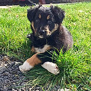 Maya a rejoint le concours — aidez-le/la à gagner de superbes lots ! puppy, dog, grass, outdoor, sunlight, cute, animal, pet, fur, black, brown, white, young, crossed_paws, nature, playful, portrait, summer, resting, adorable