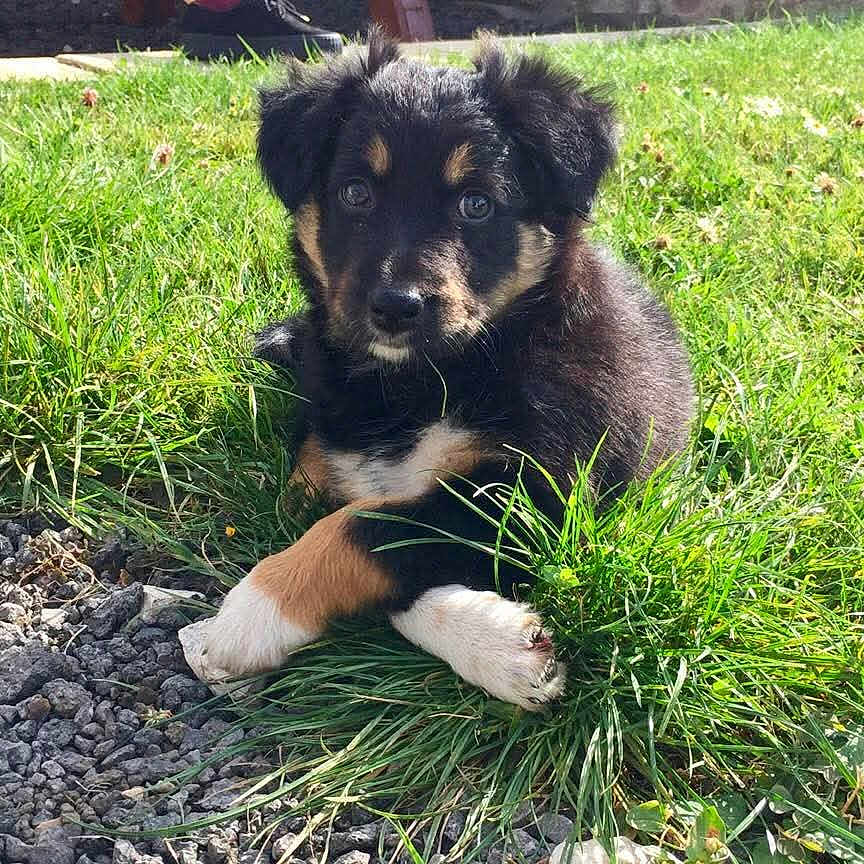 Maya a rejoint le concours — aidez-le/la à gagner de superbes lots ! puppy, dog, grass, outdoor, sunlight, cute, animal, pet, fur, black, brown, white, young, crossed_paws, nature, playful, portrait, summer, resting, adorable