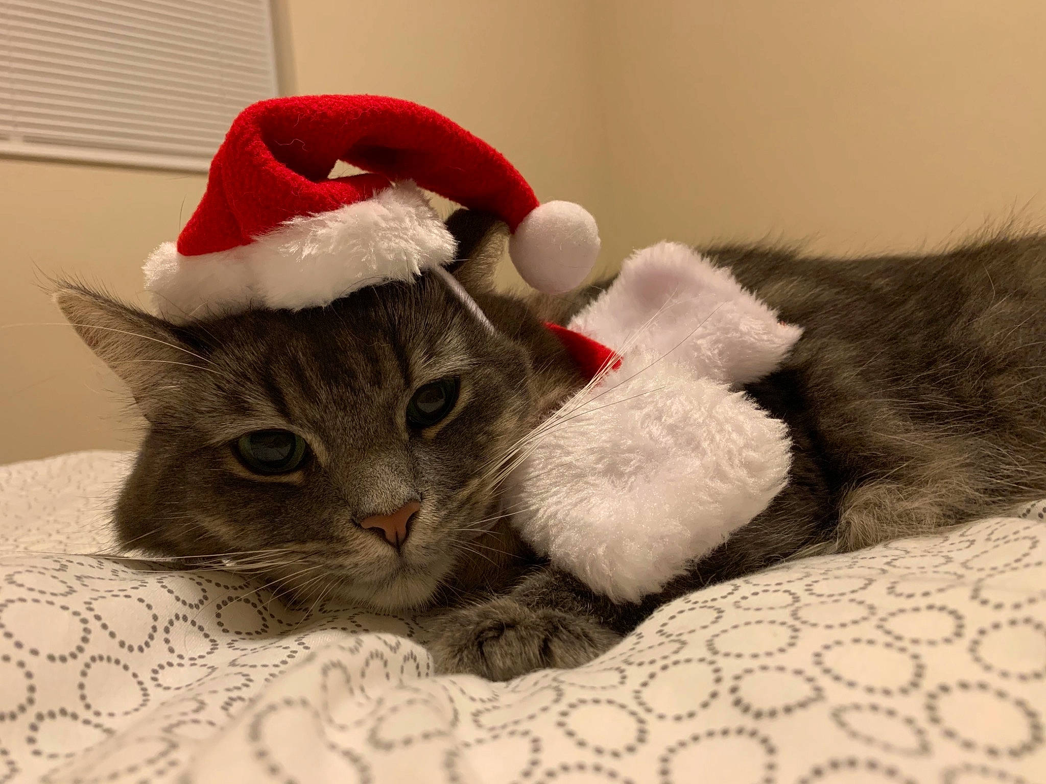 Milu joined the competition — help win amazing prizes! carmine, carnivore, cat, cat_supply, claw, comfort, costume_hat, domestic_short_haired_cat, fawn, felidae, fur, grey, linens, paw, santa_claus, small_to_medium_sized_cats, snout, tail, textile, whiskers