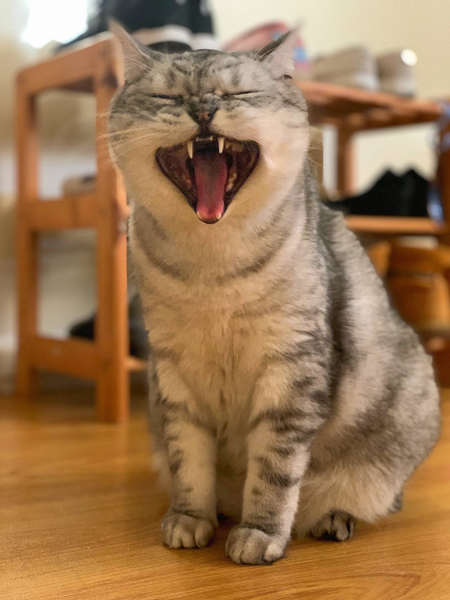 Jonjon joined the competition — help win amazing prizes! carnivore, cat, claw, domestic_short_haired_cat, fang, felidae, flooring, fur, hardwood, paw, small_to_medium_sized_cats, snout, tail, terrestrial_animal, varnish, whiskers, window, wood, wood_flooring, yawn