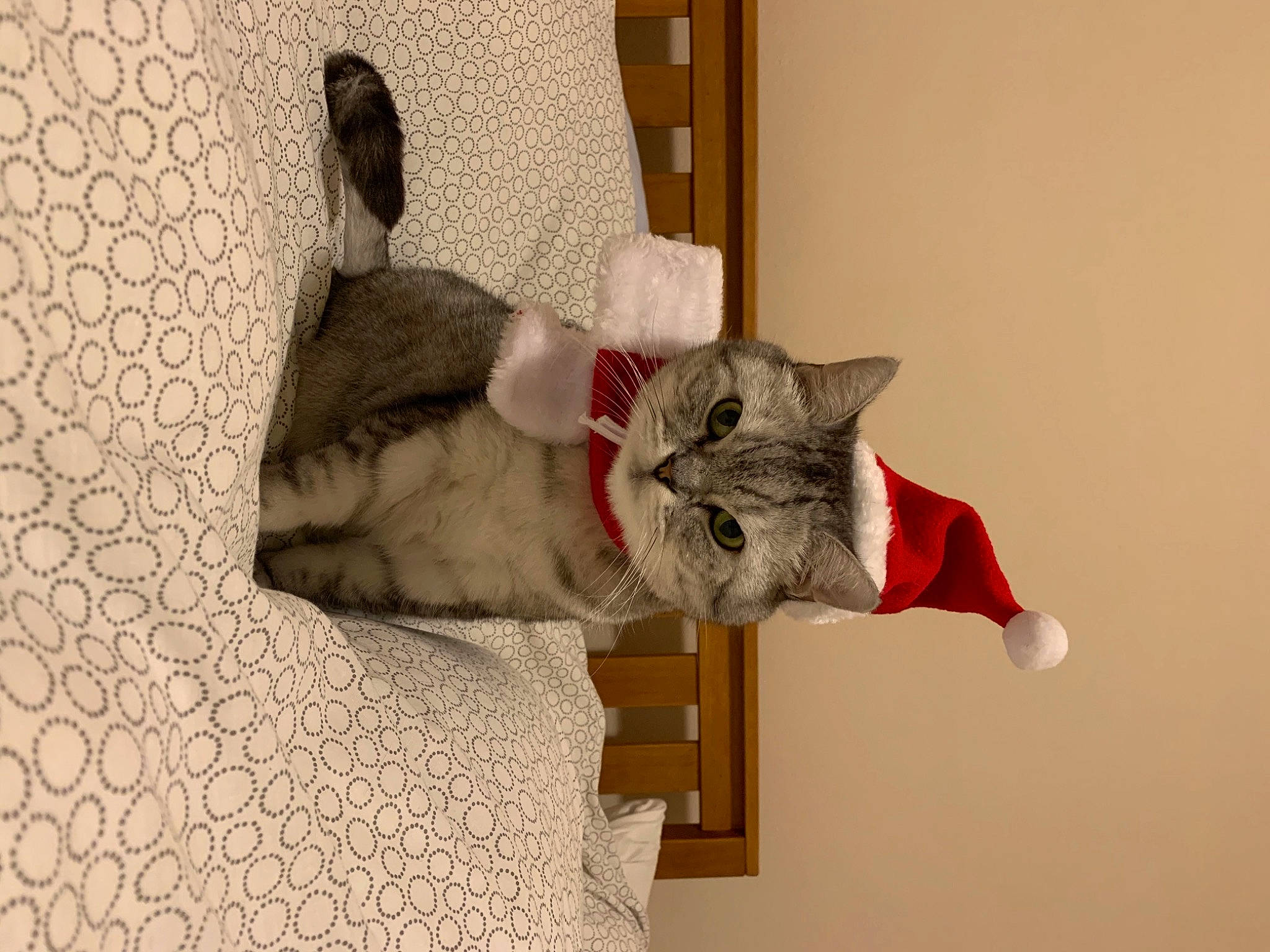 Jonjon is registered to the contest to win money with this photo: art, carnivore, cat, comfort, couch, domestic_short_haired_cat, fawn, felidae, fur, grey, plant, plaster, room, small_to_medium_sized_cats, statue, tail, tree, whiskers, window, wood