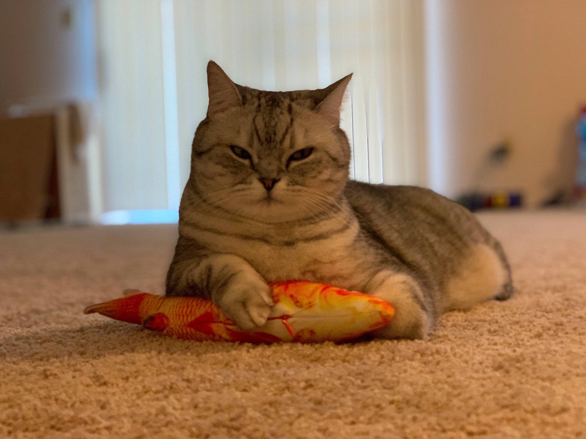Jonjon joined the competition — help win amazing prizes! carnivore, cat, claw, comfort, domestic_short_haired_cat, fawn, felidae, flooring, fur, grey, hardwood, paw, sand, sitting, small_to_medium_sized_cats, snout, tail, terrestrial_animal, whiskers, wood