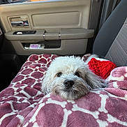 Nala is registered to the contest to win money with this photo: dog, white_dog, blanket, car_interior, car_seat, window, door_panel, side_mirror, red_sweater, cozy, pet, fluffy, cute, relaxed, travel, road_trip, soft_texture, fur, indoors, resting