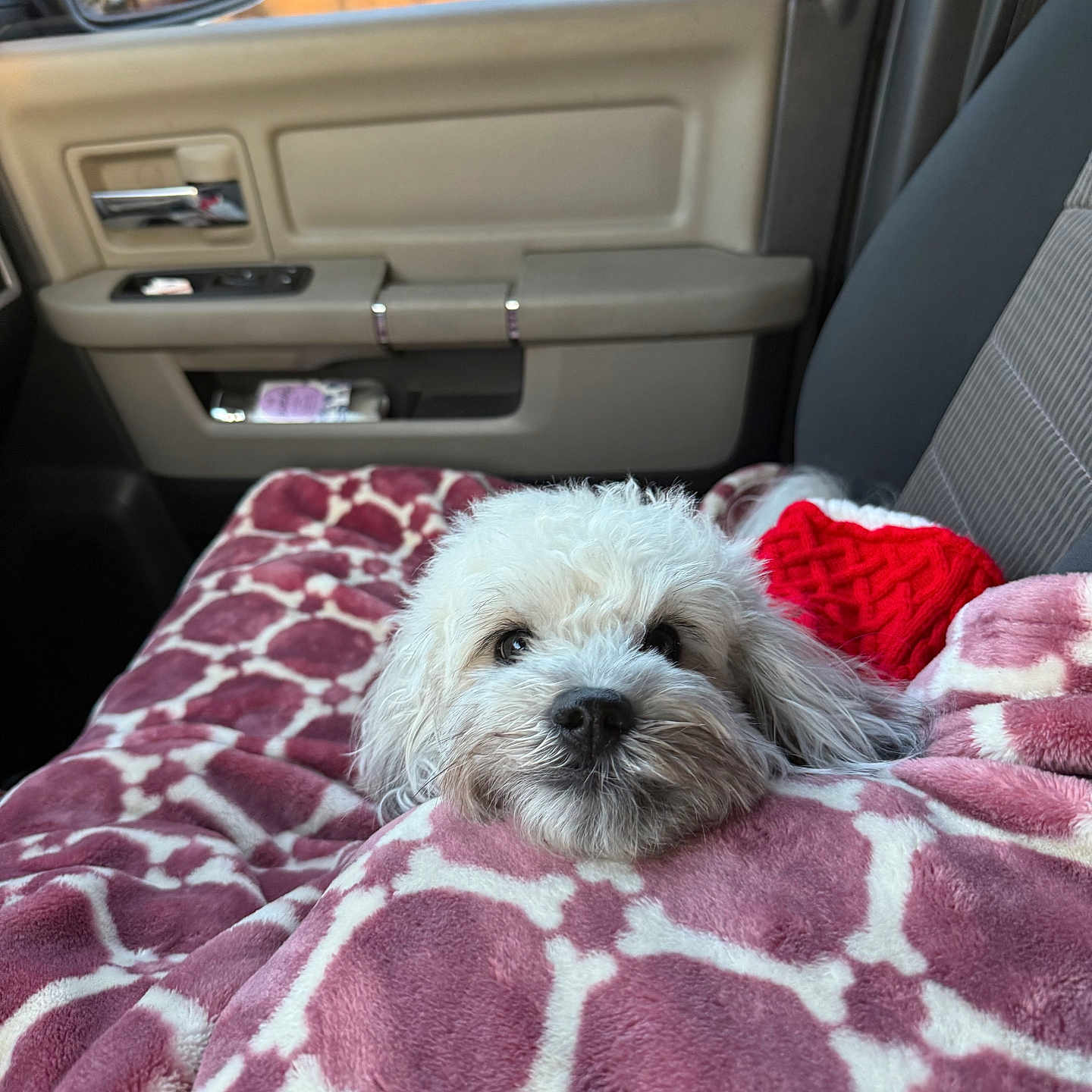Nala is registered to the contest to win money with this photo: blanket, car_interior, car_seat, cozy, cute, dog, door_panel, fluffy, fur, indoors, pet, red_sweater, relaxed, resting, road_trip, side_mirror, soft_texture, travel, white_dog, window