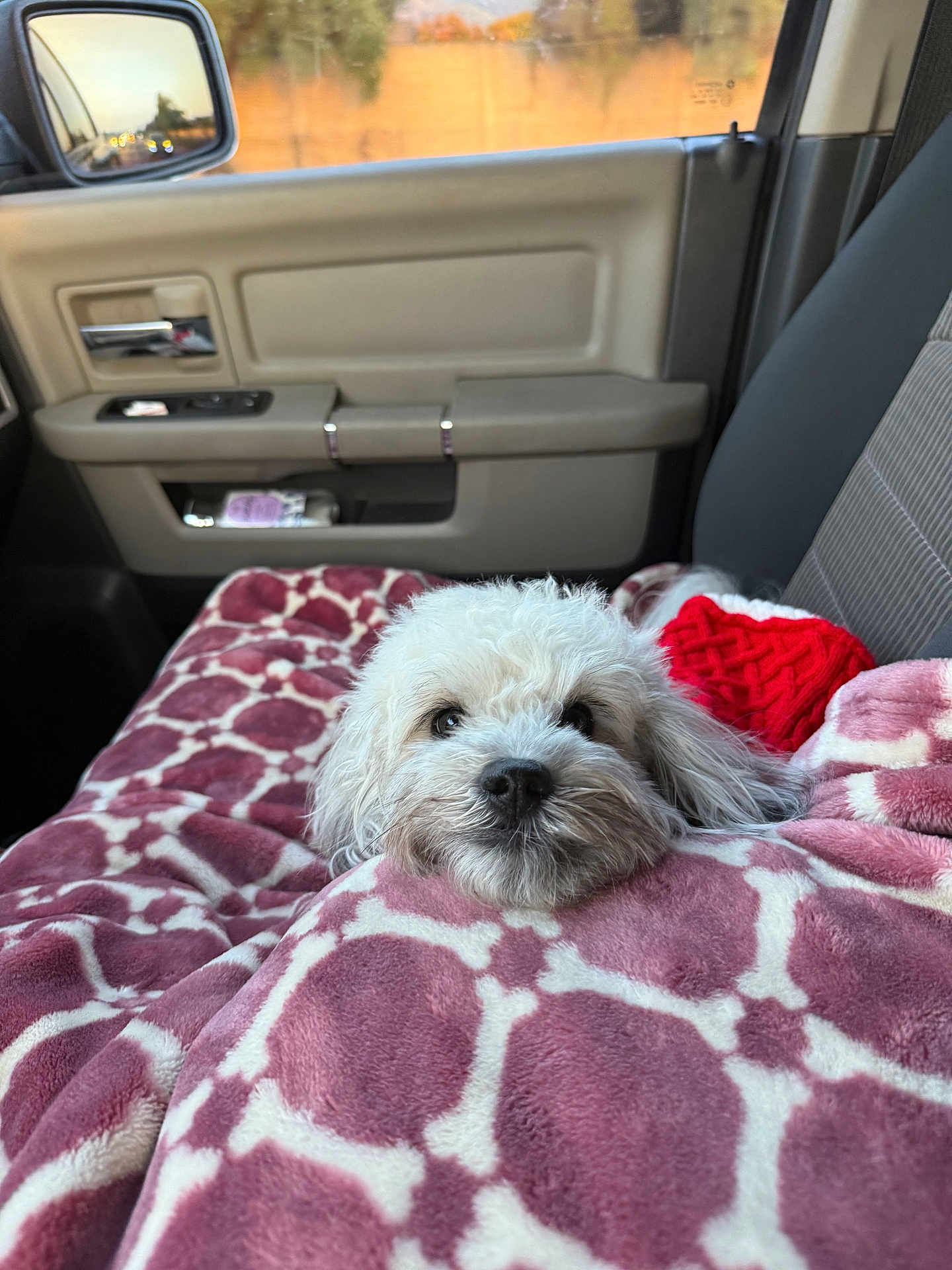 Nala is registered to the contest to win money with this photo: dog, white_dog, blanket, car_interior, car_seat, window, door_panel, side_mirror, red_sweater, cozy, pet, fluffy, cute, relaxed, travel, road_trip, soft_texture, fur, indoors, resting