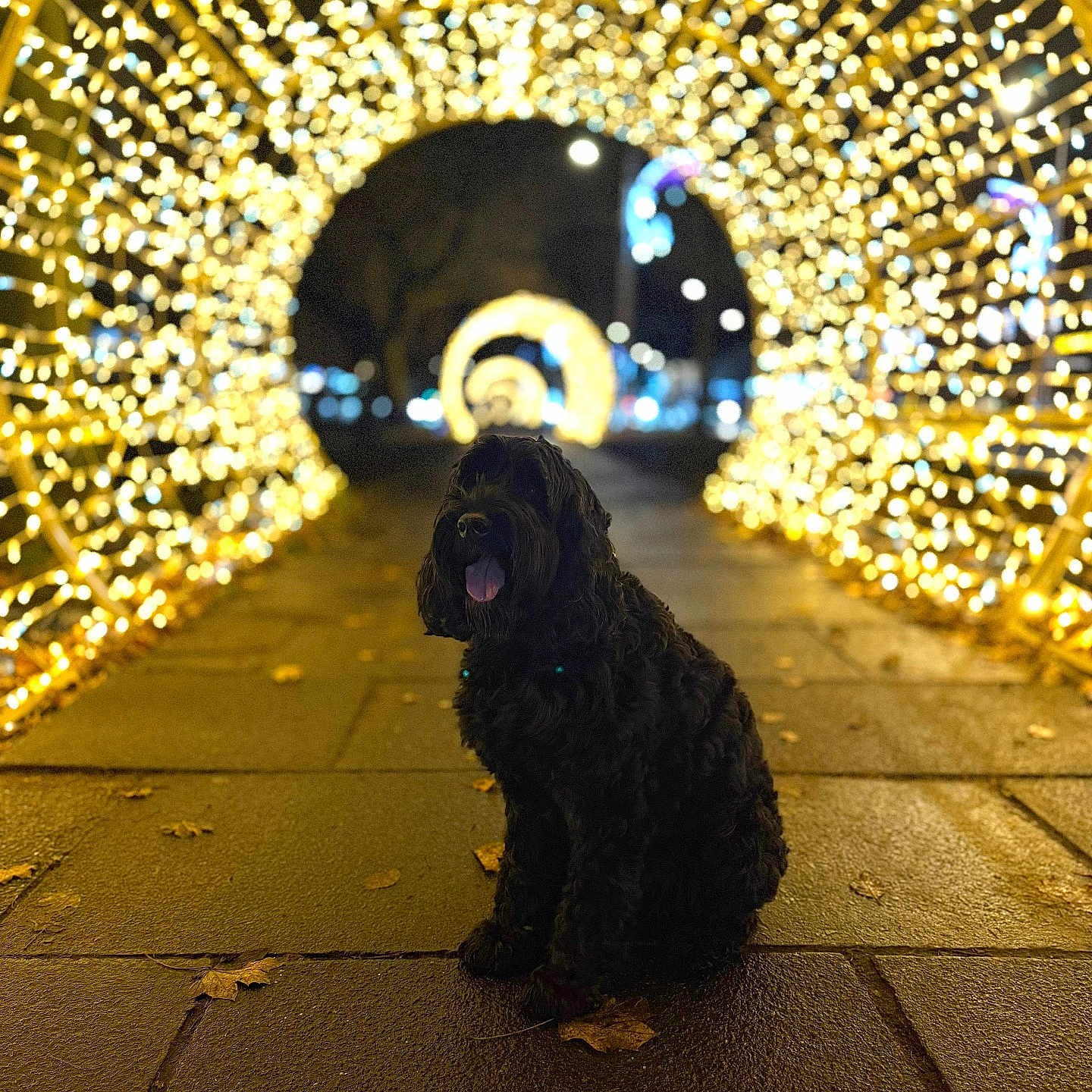 Jasper joined the competition — help win amazing prizes! animal, autumn, black_dog, blurred_background, bokeh, cute, dark, decorations, dog, fairy_lights, festive, glowing, leaves, lights, night, outdoor, pavement, pet, sitting, tunnel