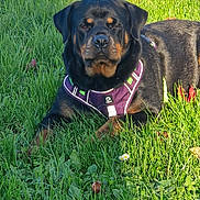 Uska participe au concours pour gagner de l'argent avec cette photo : accessories, animal, backyard, boxer, bulldog, canine, collar, dog, field, grass, grassland, hound, labradorretriever, lawn, nature, outdoors, pet, plant, puppy, yard