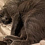 Nova participe au concours pour gagner de l'argent avec cette photo : abyssinian, animal, bed, blackcat, blanket, cat, couch, furniture, homedecor, kitten, linen, manx, person, pet, quilt, siamese, sleeping