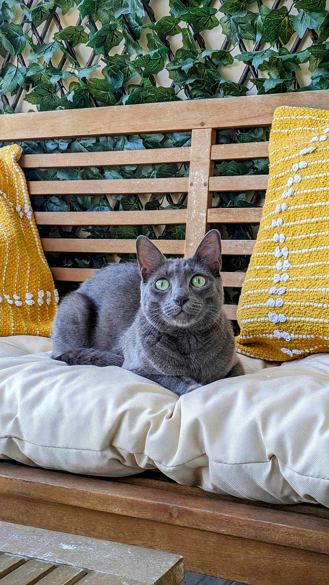 Nova