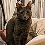 abyssinian, animal, bed, bedroom, blanket, cat, closet, couch, cupboard, curtain, furniture, homedecor, indoors, kitten, linen, manx, pet, room, shelf, wood