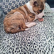 Ojos participe au concours pour gagner de l'argent avec cette photo : puppy, dog, brindle, blanket, patterned_blanket, cushion, indoor, pet, sleepy, cute, fur, animal, resting, young_dog, cozy, side_view, small_dog, relaxed, domestic, companion